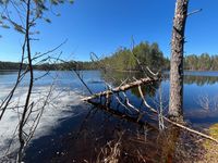 Urwaldsee